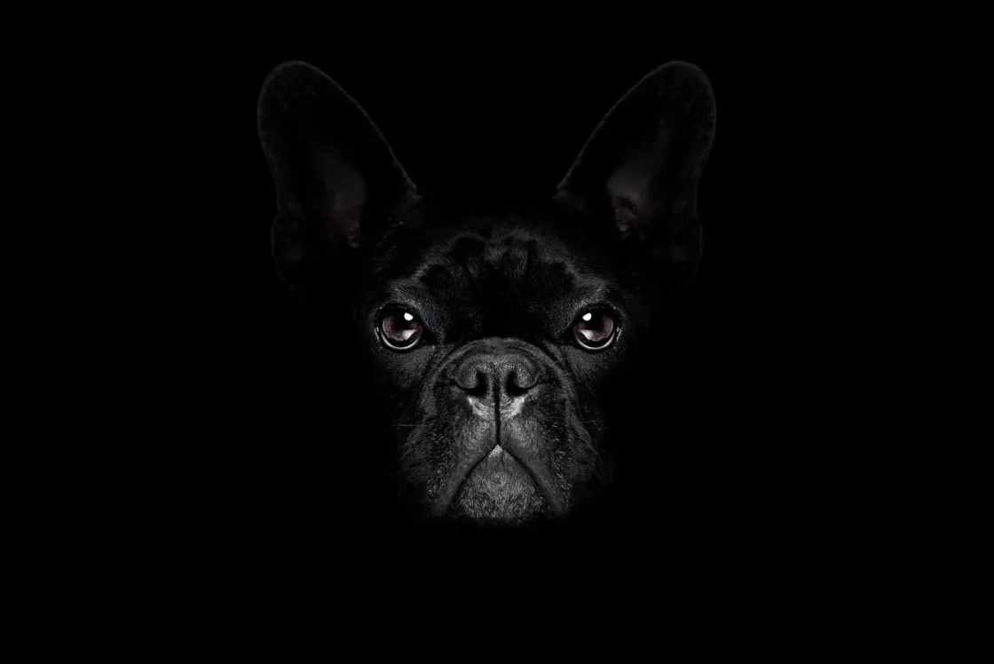 schattige_bulldog_met_een_0.webp Outlet Schattige bulldog met een zwarte achtergrond fotobehang Tienerkamer | Dieren