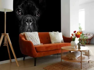 Outlet Schattige bulldog met een zwarte achtergrond fotobehang Tienerkamer | Dieren