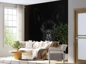 Outlet Schattige bulldog met een zwarte achtergrond fotobehang Tienerkamer | Dieren