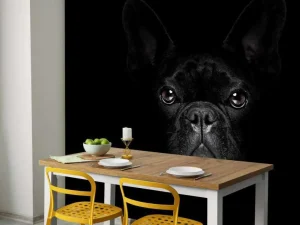 Outlet Schattige bulldog met een zwarte achtergrond fotobehang Tienerkamer | Dieren