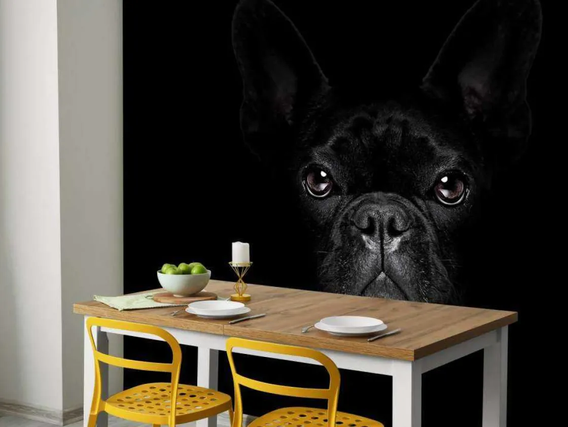 schattige_bulldog_met_een_3.webp Outlet Schattige bulldog met een zwarte achtergrond fotobehang Tienerkamer | Dieren