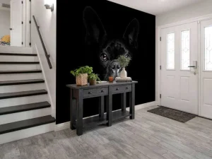 Outlet Schattige bulldog met een zwarte achtergrond fotobehang Tienerkamer | Dieren