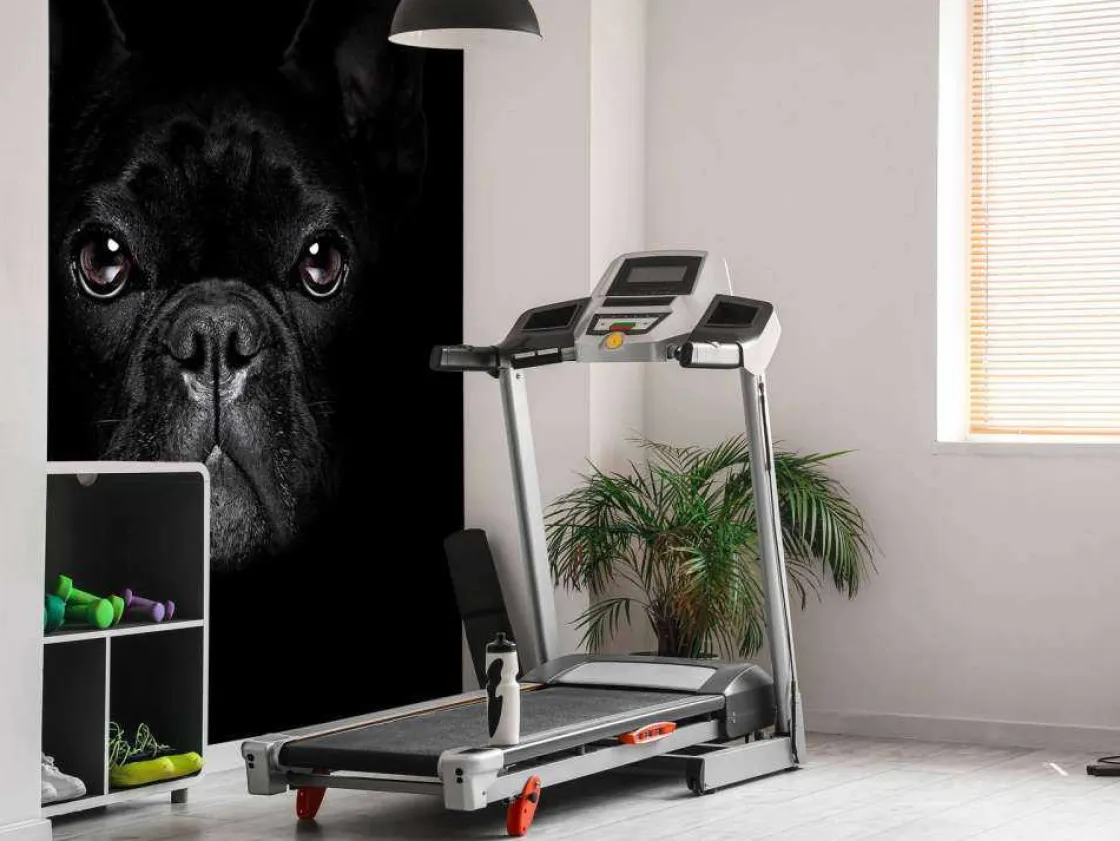 schattige_bulldog_met_een_6.webp Outlet Schattige bulldog met een zwarte achtergrond fotobehang Tienerkamer | Dieren