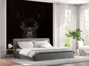 Outlet Schattige bulldog met een zwarte achtergrond fotobehang Tienerkamer | Dieren