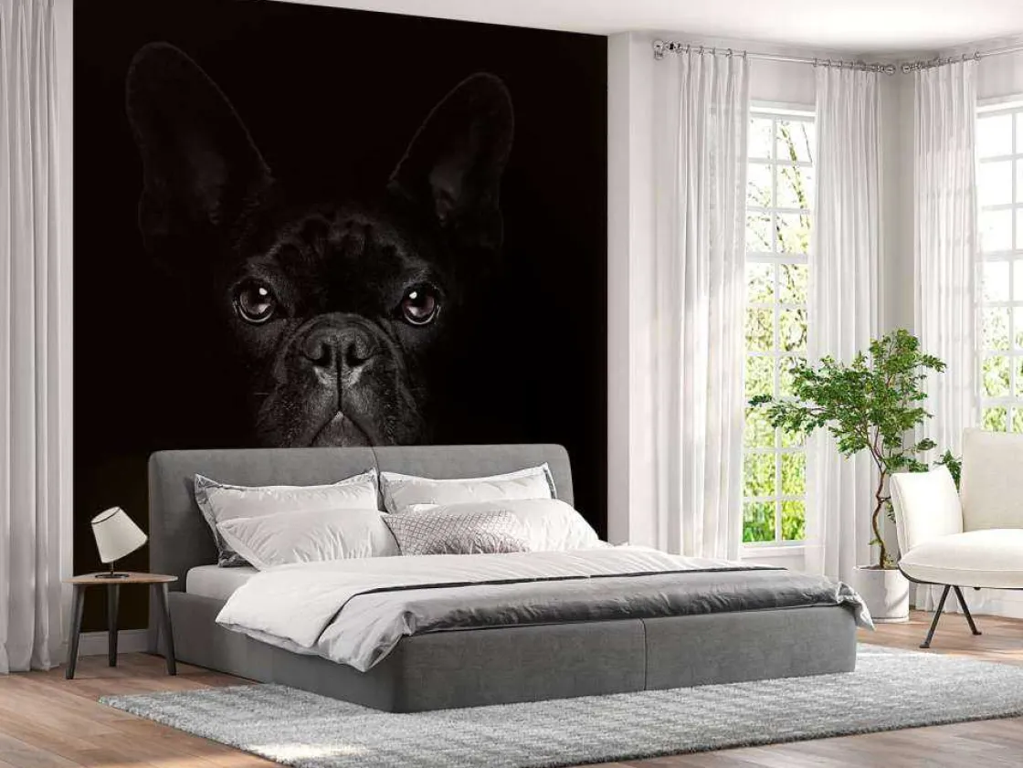 schattige_bulldog_met_een_9.webp Outlet Schattige bulldog met een zwarte achtergrond fotobehang Tienerkamer | Dieren