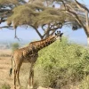 Best Schattige Giraffe tussen struiken fotobehang Dieren | Bloemen