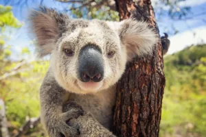 Hot Schattige koala fotobehang Kinderkamer | Dieren
