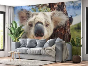 Hot Schattige koala fotobehang Kinderkamer | Dieren