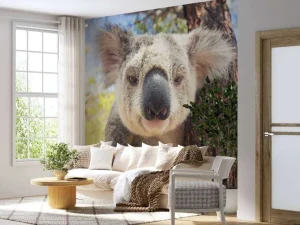Hot Schattige koala fotobehang Kinderkamer | Dieren