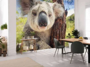 Hot Schattige koala fotobehang Kinderkamer | Dieren