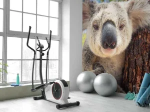Hot Schattige koala fotobehang Kinderkamer | Dieren