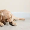 Outlet Schattige labrador is aan het eten fotobehang Dieren
