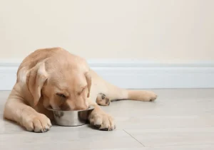 Outlet Schattige labrador is aan het eten fotobehang Dieren