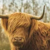 Outlet Schotse Hooglander bij zonsopkomst fotobehang Dieren