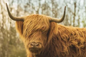 Outlet Schotse Hooglander bij zonsopkomst fotobehang Dieren
