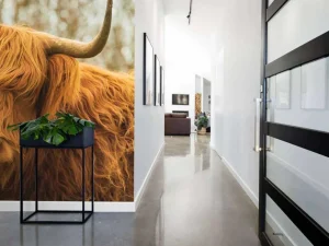 Outlet Schotse Hooglander bij zonsopkomst fotobehang Dieren