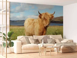 New Schotse Hooglander in de natuur fotobehang Dieren