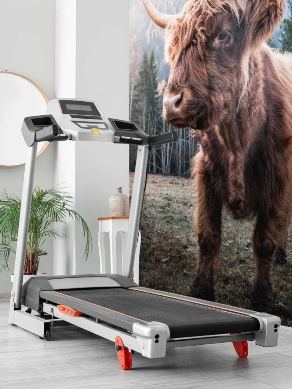 Discount Schotse Hooglander in de ochtend fotobehang Dieren