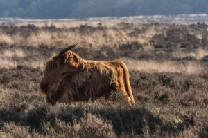 Clearance Schotse Hooglander in het wild fotobehang Dieren