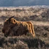 Hot Schotse hooglander in het wild fotobehang Dieren