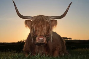 Clearance Schotse Hooglander in het gras bij zonsondergang fotobehang Dieren