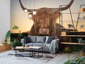 Clearance Schotse Hooglander in het gras bij zonsondergang fotobehang Dieren