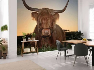 Clearance Schotse Hooglander in het gras bij zonsondergang fotobehang Dieren