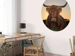 Clearance Schotse Hooglander in het gras bij zonsondergang fotobehang Dieren