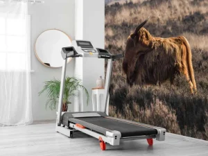Clearance Schotse Hooglander in het wild fotobehang Dieren