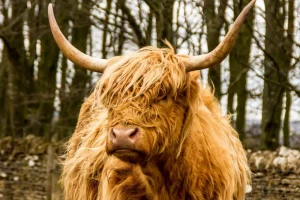 Best Schotse Hooglander met Bomen op achtergrond fotobehang Dieren