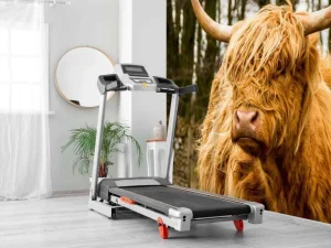 Best Schotse Hooglander met Bomen op achtergrond fotobehang Dieren