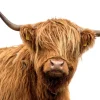 Hot Schotse Hooglander met een witte achtergrond fotobehang Dieren
