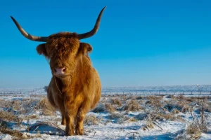 Hot Schotse Hooglander met een blauwe lucht fotobehang Dieren