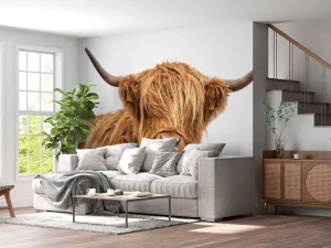 Hot Schotse Hooglander met een witte achtergrond fotobehang Dieren