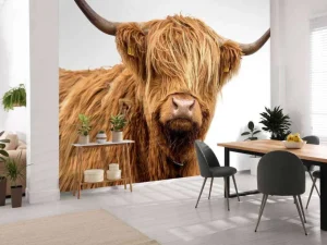 Hot Schotse Hooglander met een witte achtergrond fotobehang Dieren