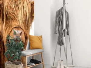 Hot Schotse Hooglander met een witte achtergrond fotobehang Dieren