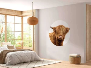 Hot Schotse Hooglander met een witte achtergrond fotobehang Dieren