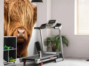 Hot Schotse Hooglander met een witte achtergrond fotobehang Dieren
