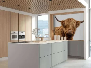 Hot Schotse Hooglander met een witte achtergrond fotobehang Dieren