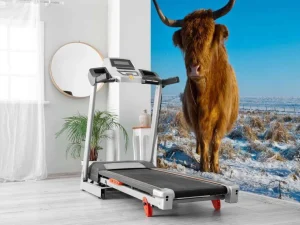 Hot Schotse Hooglander met een blauwe lucht fotobehang Dieren