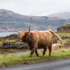 Outlet Schotse Hooglander op Mull fotobehang Dieren