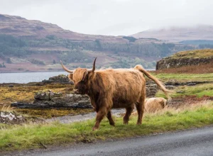 Outlet Schotse Hooglander op Mull fotobehang Dieren