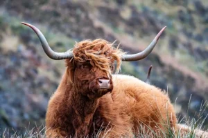 Online Schotse Hooglander van dichtbij fotobehang Dieren
