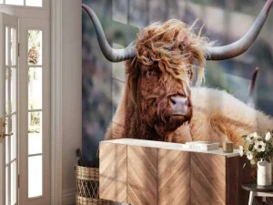 Online Schotse Hooglander van dichtbij fotobehang Dieren