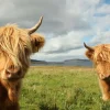 Online 2 Schotse Hooglanders fotobehang Dieren