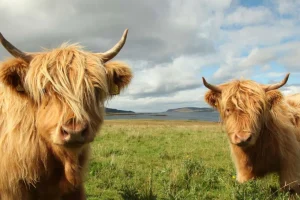 Online 2 Schotse Hooglanders fotobehang Dieren