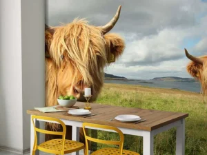Online 2 Schotse Hooglanders fotobehang Dieren