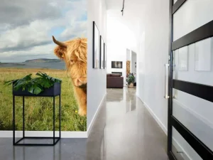 Online 2 Schotse Hooglanders fotobehang Dieren