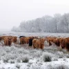 Discount Schotse Hooglanders in een winterlandschap fotobehang Gang
