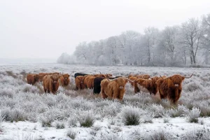 Discount Schotse Hooglanders in een winterlandschap fotobehang Gang